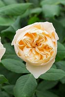 Rosa 'Roald Dahl' - Ausowlish - New English Musk Rose 2016