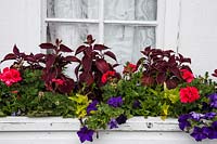 Pelargonium, Petunia and Colues x hybridus in window box