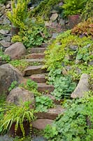 Stone steps with Alchemilla mollis and Heuchera 