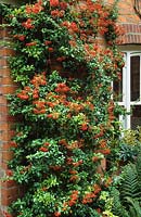 Pyracantha growing on a wall.