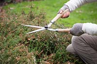 Trimming winter-flowering heathers with shears in spring after they have finished flowering.