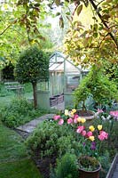 Tulipa growing in container in vegetable garden with greenhouse and clipped Bay tree in spring. Garden: Quarry Cottages, Sussex