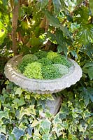 Decorative stone birdbath with Soleirolia soleirolii and ivy. Garden: Quarry Cottages, Sussex