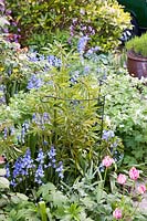 Hyacinthoides hispanica, Geranium and Tulipa in spring border with plant support. Garden: Quarry Cottages, Sussex