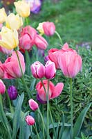 Mixed Tulipa in spring border. Garden: Quarry Cottages, Sussex