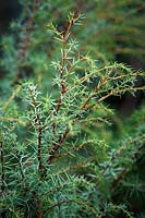 Juniperus communis. Juniper