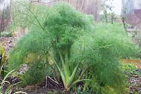 Ferula communis 'Gigantea' - Giant fennel