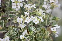 Arabis alpina subsp. caucasica 'Arctic Joy'. Alpine rock-cress