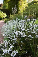 The blue and white herbaceous garden with Alpine mint bush - Prostanthera cuneata and Stachys