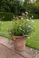 Terracotta planter to the right filled with Diascia, Sweet pea, Salvia, Verbenas, Argyranthemum, Helichrysum, Sphaeralea munroana