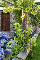 Spanish style garden with Hydrangea macrophylla 'Forever Blue' in container and pergola with Wisteria and Vine tree - The Pazo's Secret Garden. RHS Hampton Court Flower Show, 2017 - Designer: Rosie McMonigall. Sponsor: Turismo de Galicia, North Spain.