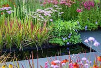 Colourful borders with pink Achillea 'Pretty Belinda', Euphorbia mellifera, blue geranium and Imperata cylindrica 'Rubra'-  Colour Box garden - RHS Hampton Court Palace Flower Show 2017 - Designers: Charlie Bloom and Simon Webster.