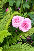 Pink Portland Rose - Great Gardens of the USA - The Oregon Garden, RHS Hampton Court Palace Flower Show 2017 - Designer: Sadie May Stowell