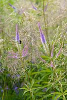 Bee feeding on Veronicastrum virginicum 'Fascination' with Deschampsia cespitosa in The Perennial Sanctuary Garden. RHS Hampton Court Palace Flower Show 2017 - Designer: Tom Massey