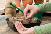 Woman sowing Lagenaria siceraria 'Birdhouse' into jiffy pots in tray