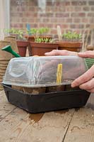 Woman covering Lagenaria siceraria 'Birdhouse' seedtray with plastic lid to aid germination