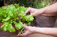 Man harvesting lettuce leaves grown in pot