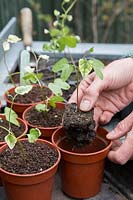 Woman potting up seedlings of  Ipomoea 'Sunrise Serenade' seeds - showing signs of Magnesium deficiency due to staying too long in the seed compost