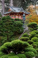 View of grey steps up to the traditional-looking Japanese temple with Monterey pines behind and cloud-pruned conifers including juniper in front. Japanese Tea Garden at Golden Gate Park, San Francisco, California.