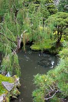 Sunken pond surrounded by conifers including Japanese Black Pine - Pinus Thunbergiana in the Japanese Tea Garden at Golden Gate Park, San Francisco, California.