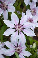 Clematis 'Nelly Moser' AGM