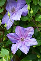 Clematis Shimmer - 'Evipo028'