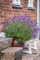 Lavandula angustifolia in a glazed pot by the front door