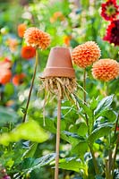 Earwig trap - Upturned terracotta pot filled with straw on top of cane to protect dahlias from damage