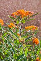 Asclepias tuberosa. Butterfly milkweed, Orange milkweed