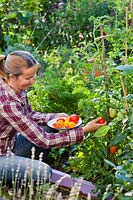 Woman harvesting tomatoes.