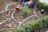Woman placing bulbs in marked out flowerbed prior to planting