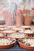 Watering small newly sown pots with vermiculite