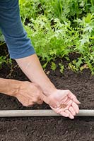Woman sowing Black Radish seeds - tapping finger on to hand to scatter seeds evenly