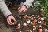 Woman planting Tulip bulbs in Autumn with hand trowel