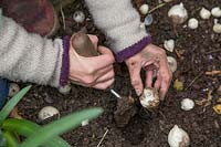 Woman planting Allium bulbs in Autumn with Hand trowel