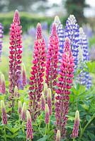 Lupinus 'My Castle' Band of Nobles Series and Lupinus 'The Governor'