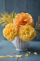 Bouquet of yellow scented roses with Amsonia hubrichtii in white porcelain vase against dark wooden background in Autumn