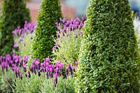 Flower border with French lavenders - Lavandula stoechas subsp. stoechas 'Purple Wings' and Buxus sempervirens cone topiary. The Tesco 'Every little helps' garden,  BBC Gardener's World live show 2017, NEC Birmingham, Designer: Owen Morgan
