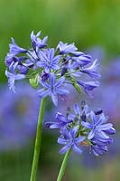 Agapanthus 'Lilliput'. African lily