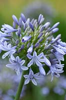 Agapanthus 'Luly'. African lily