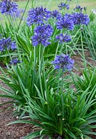 Agapanthus 'Midnight Star' syn. A. 'Navy Blue' - African lily