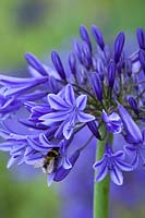 Bee on Agapanthus 'Midnight Star' syn. A. 'Navy Blue'. African lily