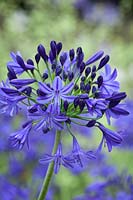 Agapanthus 'Northern Star'. African lily