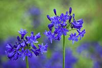 Agapanthus 'Sandringham'. African lily