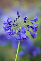 Agapanthus 'Taw Valley'. African lily