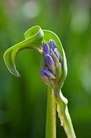 Distorted agapanthus bud