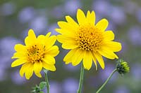 Helianthus decapetalus 'Morning Sun'. Sunflower