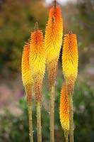Kniphofia 'Frances Victoria'. Red hot poker