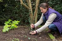 Woman planting Cyclamen hederifolium corms