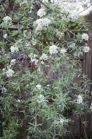 Pyrus salicifolia var. orientalis 'Pendula' AGM. Pendulous willow-leaved pear